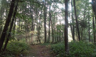 Magic Morning in the Woods