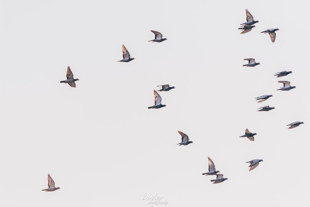 鴿子飛翔1
