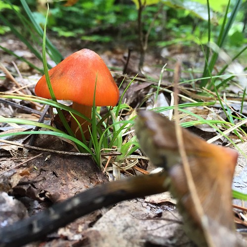 The orange mushroom