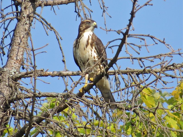 Broad-winged Hawk in Champaign, IL 03