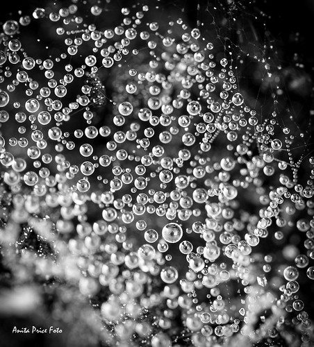 morning autumn blackandwhite bw fall net water monochrome rain norway outdoors spider blackwhite droplets drops focus web spiderweb pearls depthoffield cobweb dew raindrops waterdrops pouring morningdew pearlsofwater
