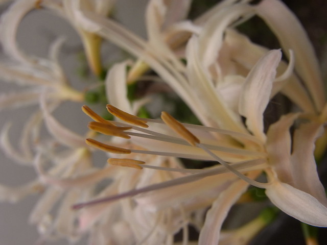 White spider lilies 白い彼岸花