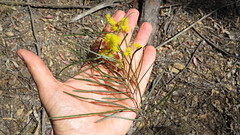 Acacia ingramii leaves