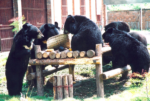 Teddy bears picnic at Animals Asia's sanctuary