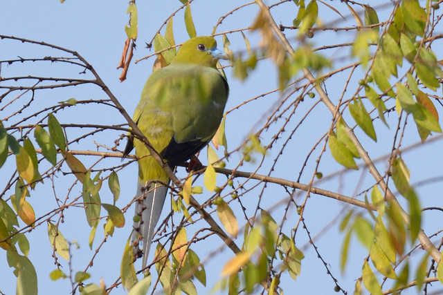 DSC_4552 Pin-tailed green pigeon
