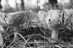 A mushroom is the fleshy, spore-bearing fruiting body of a fungus, typically produced above ground on soil or on its foodsource.