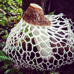 Do you fancy my skirt? #trinidadandtobago #naturephotography #mushroom #white #greenmarketsantacruztt
