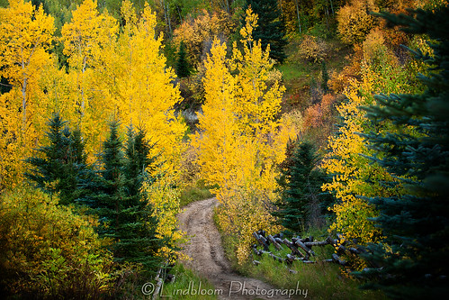 road autumn fall colorado fallcolors country lakecreek