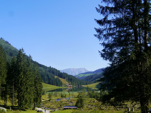 trees alps austria österreich alpen bodensee bäume steiermark autriche styria niederetauern schladmingertauern hausimennstal kammspitze seewigtal wanderung20150822