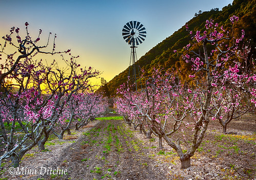 appletrees orchard seecanyon windmill dawn sunrise blossoms getty gettyimages mimiditchie mimiditchiephotography