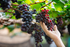 The grape is a fruit obtained from the vine. The grapes come in clusters and are small and sweet. They are eaten fresh or used to produce grapes, must, wine, vinegar and Pisco.