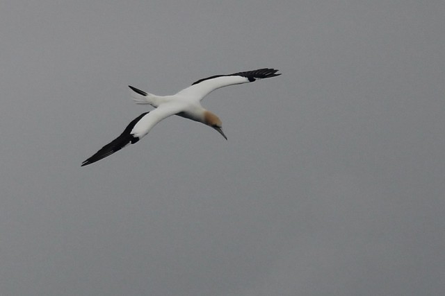 Australasian gannet at Eastern Beach