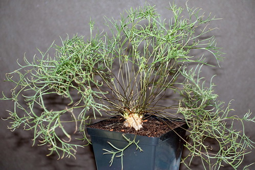 Pelargonium leptum, was grown from seed.