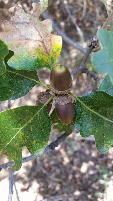 Gamble Oak acorns