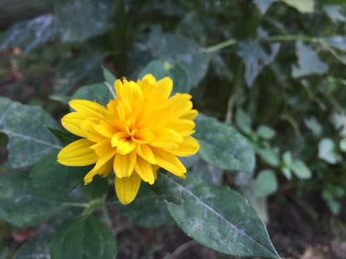 Garden Bloggers' Bloom Day: September 2015