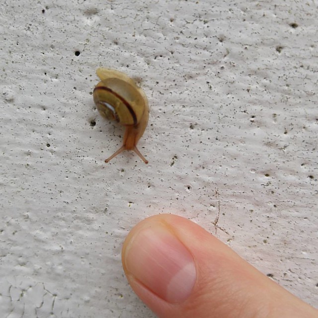 Snaby (snail baby)