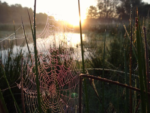 morning autumn mist sunrise web spiderweb dew