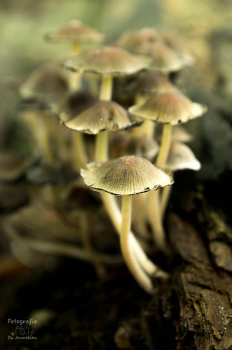 paddenstoelen-4