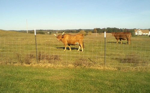 cow cattle bull longhorn cloverport cloverportky