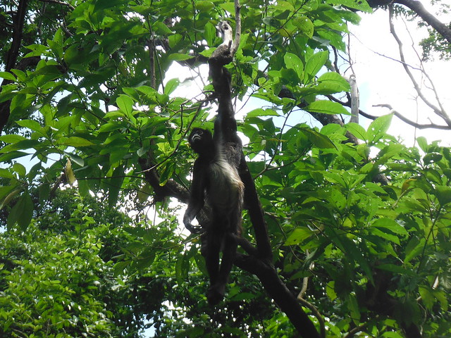 Monos en la Reserva Atitlán.