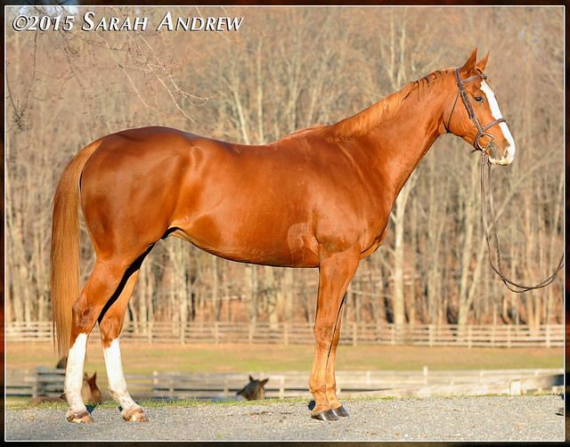 Colby- 6yo Thoroughbred available for adoption