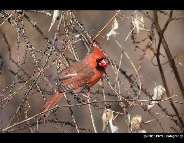 Northern Cardinal (Cardinalis cardinalis)