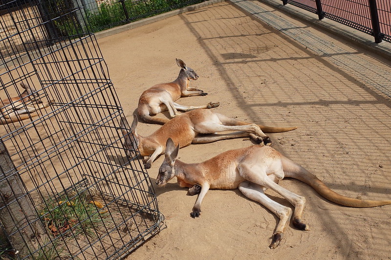 神戸王子動物園昼寝のカンガルー