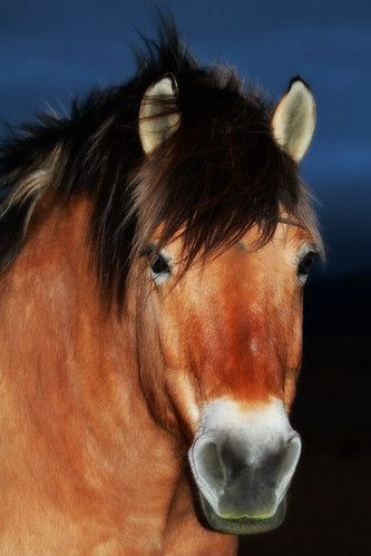 horse equine taranch johnsoncounty wyoming fjordhorse 116in2016 superfurryanimal 50 dun