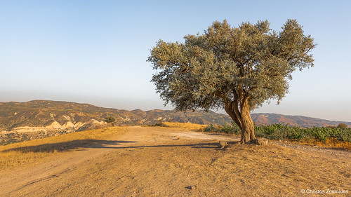 sunset rural landscape olive cyprus goldenhour lonelytree olivetree paphos pafos rurallandscape galataria nikon1424 nikon1424mm nikon1424mmf28 nikkor1424mmf28g vretsia nikond750 lonelyolivetree