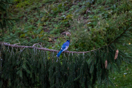blue tree bluejay project365