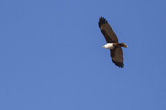 Brahminy Kite in Flight