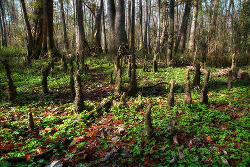 blue trees green nature woods louisiana trail batonrouge swamp cypress knees bonnet