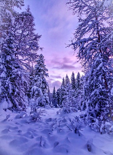 winter snow norway yule jul snø haltdalen southtrondelag holtålen