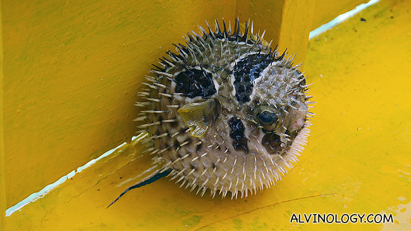 Would you eat this puffer fish? 