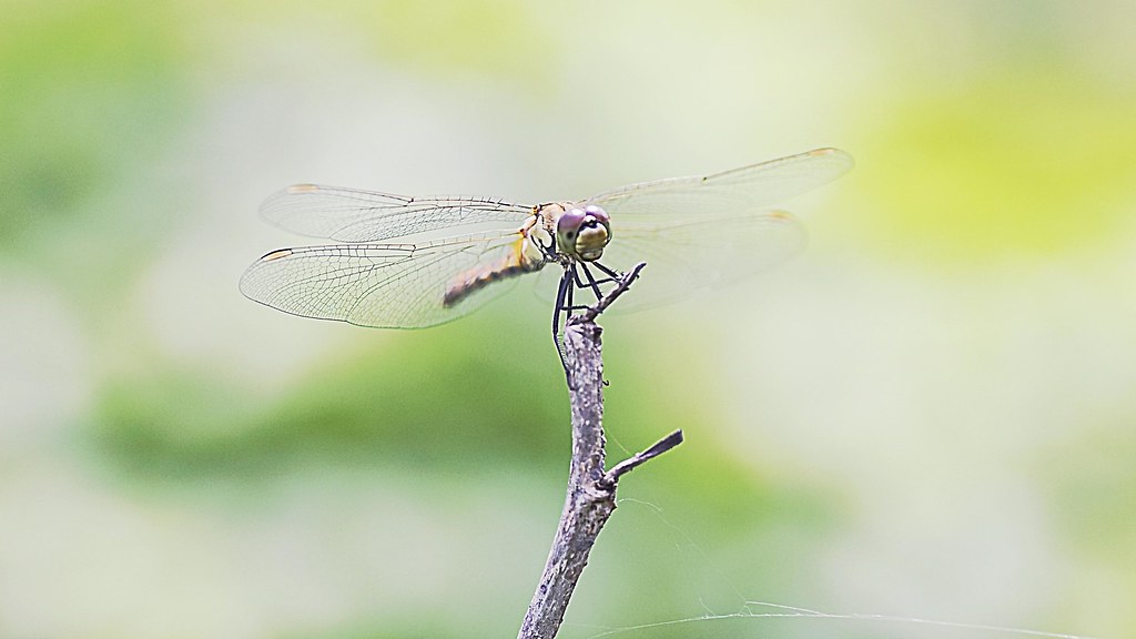 Dragonfly at the edge of branch