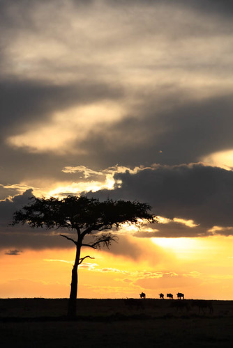 africa travel trees panorama nature animals pine landscapes kenya wildlife group sunsets landmark savannah herd scenics wildebeest africans masaimara kenyan famousplaces connochaetes