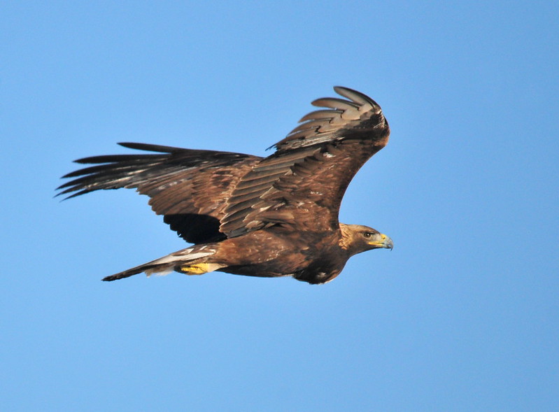 Golden Eagle on Seedskadee NWR