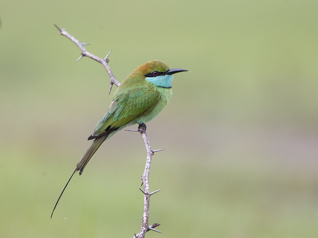 Green Bee-eater    Sri Lanka