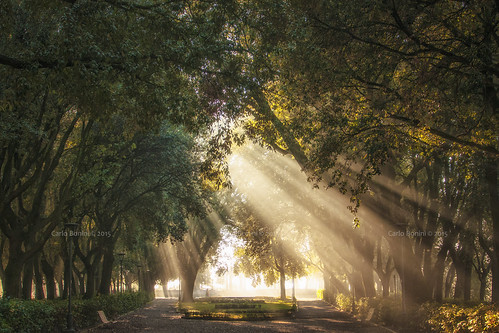 fog nikon sunrays nebbia perugia striscediluce giardinidelfrontone artbonus raggifiltranti