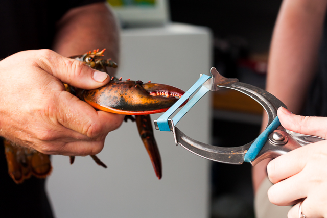 Clamping lobster claw with a rubber band | Top Notch Lobster Fishing Tour PEI
