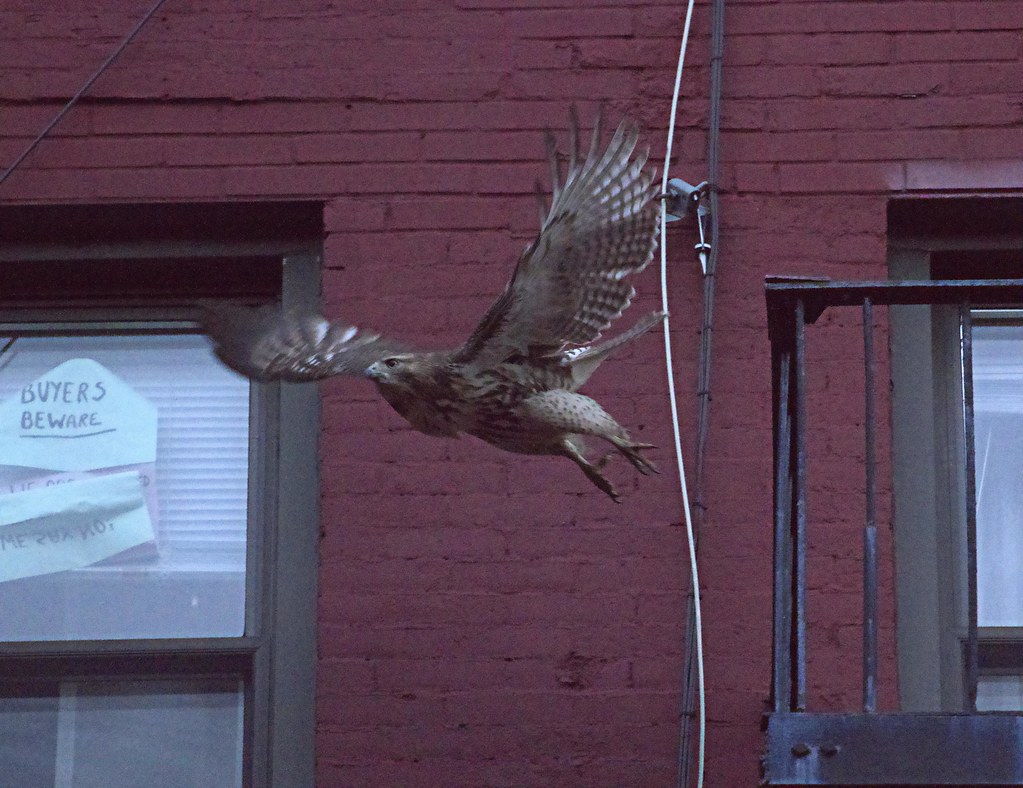 Juvie red-tail goes to roost