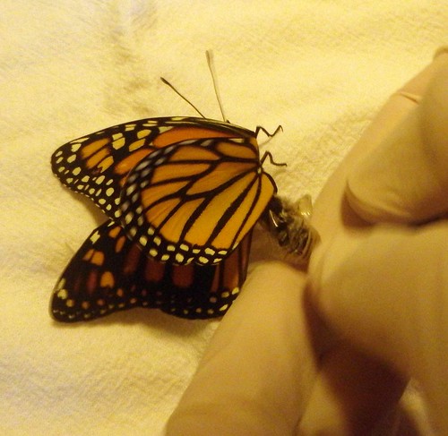 What are all these little bugs in my monarch butterfly cage? They