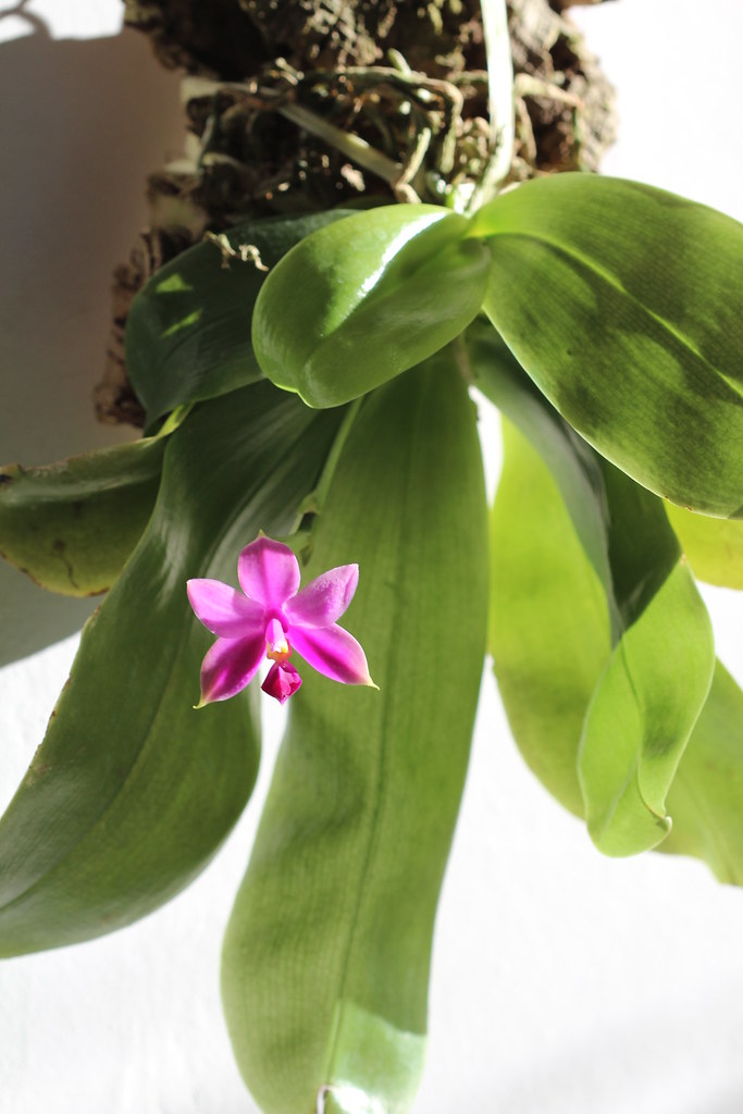 Phalaenopsis bellina x violacea coerulea indigo 22641034466_cc6180c37f_b