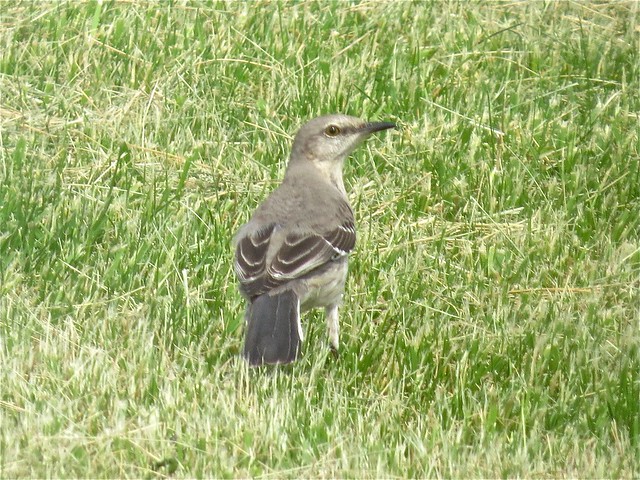 Northern Mockingbird at the Kenneth L. Schroeder Wildlife Sanctuary in McLean County, IL 01