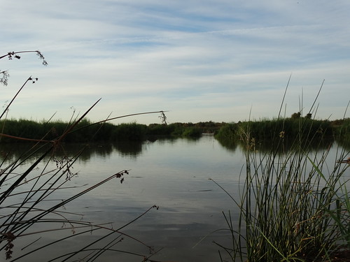 alamoriverwetlandsproject alamo river wetlands project