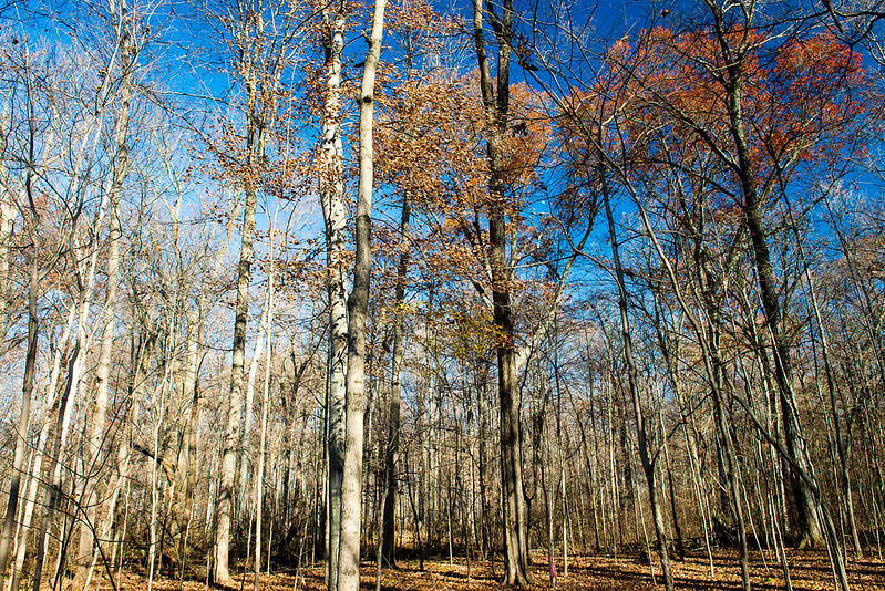 Stout Woods Nature Preserve - November 21, 2016