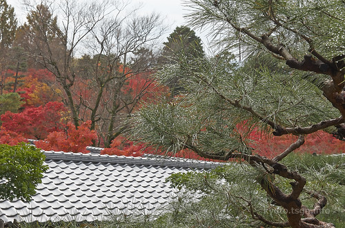 【写真】2014 紅葉 : 東福寺/2019-10-18/IMGP7525