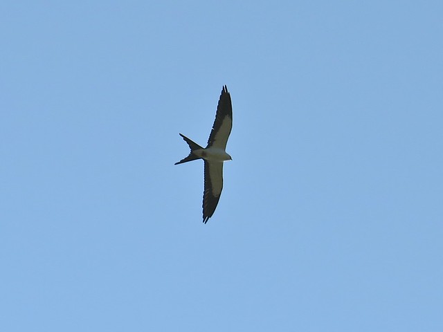 Swallow-tailed Kite in Champaign, IL 05