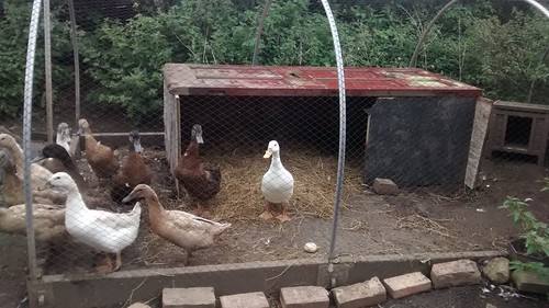 Duck shelter Aug 15 (2)