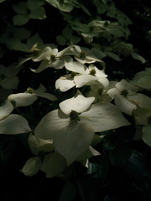 Flowers For Paris  (Chinese Dogwood at Parks Victoria National Rhododendron Gardens)
